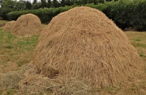 Hay Cocks