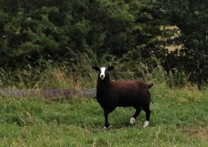 A Galway Zwartbles Ewe Lamb
