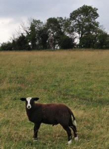 Galway Zwartbles Ram Lamb