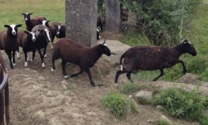 Zwartbles Gap Jumping