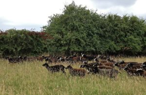 A Big Flock of Zwartbles