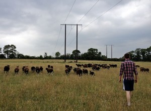 Pylons & Zwartbles With Owner Stephen