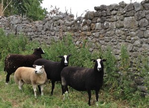 Beltex ewe With Zwartbles
