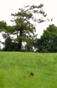 Hidden in the Long Grass