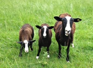 Zwartbles Hogget With Twins