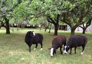 Munching Green Wind Fallen Apples