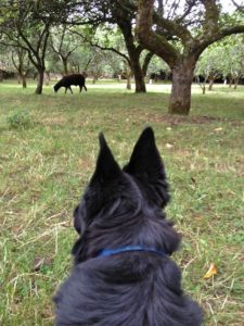 The Big Fellow Watching The Welchman Munching Apples