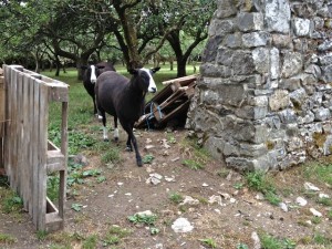 Ewes Coming Into Paddock to Help Nervous Ewe Through the Gap