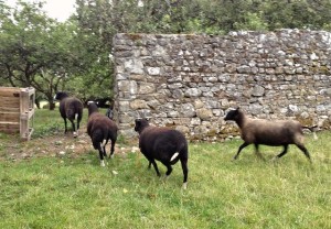 Nervous Ewe Trotting Rapidly After the Others Into the Orchard