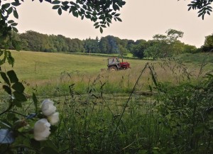Neighbor Mowing Hay