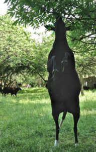 Ewe Rearing up to Browse Ash Leaves