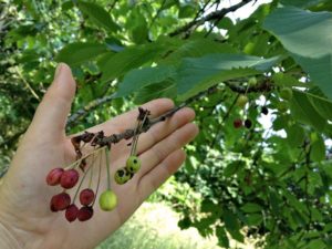 Unhealthy Cherries