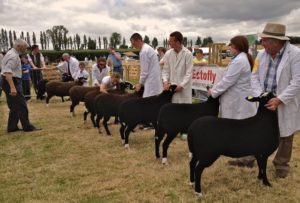 Zwartbles Ewe Lamb Class Being Judged