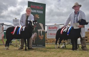 Noel Lally Reserved Champion Ewe & Jim O'Keeffe"s Champion Ram