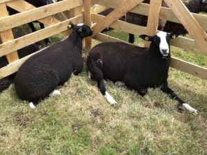 Relaxing Zwartbles Show Sheep
