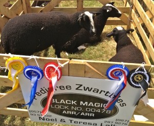 Noel & Teresa Lally's Prize Winning Pen of Ewes