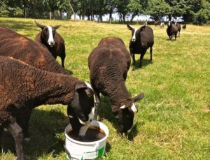 Fresh Mineral Lick for Ewes