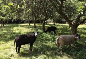Ram's in the Orchard
