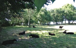 Sheep as Shadow Followers