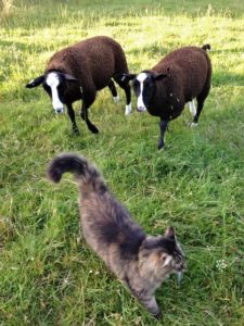 Bodacious With 2 Curious Ewe Lambs Following