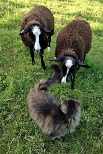 The Cat Shepherd Greeting His Sheep