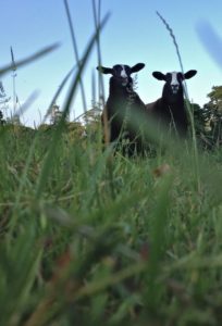 Ewe Lambs Coming Out to Feed