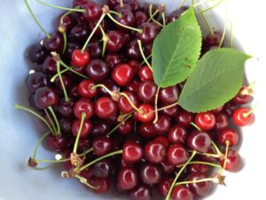 Fresh Picked Sun Warmed Cherries